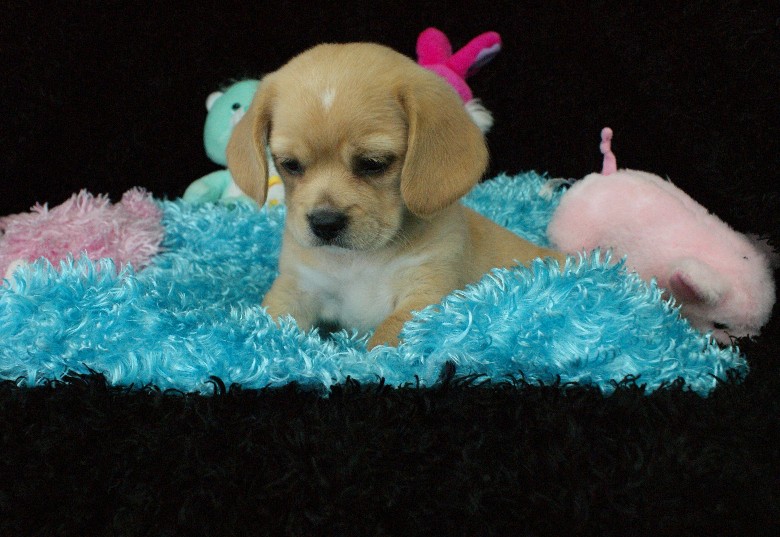 Lacey Peagle Rockin R Puppies